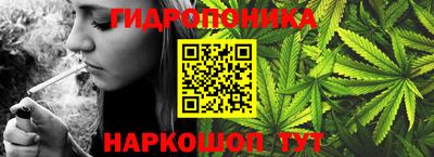 крисы Кулебаки